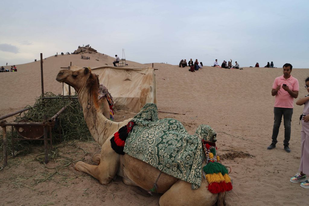 Camel in Yazd desert