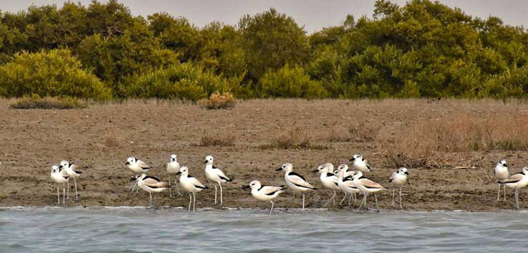 جزیره هرمز